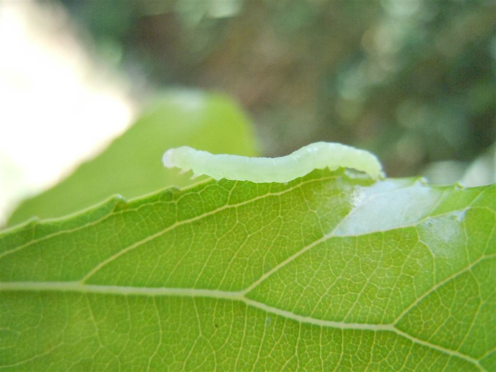 Piccolo bruco verde